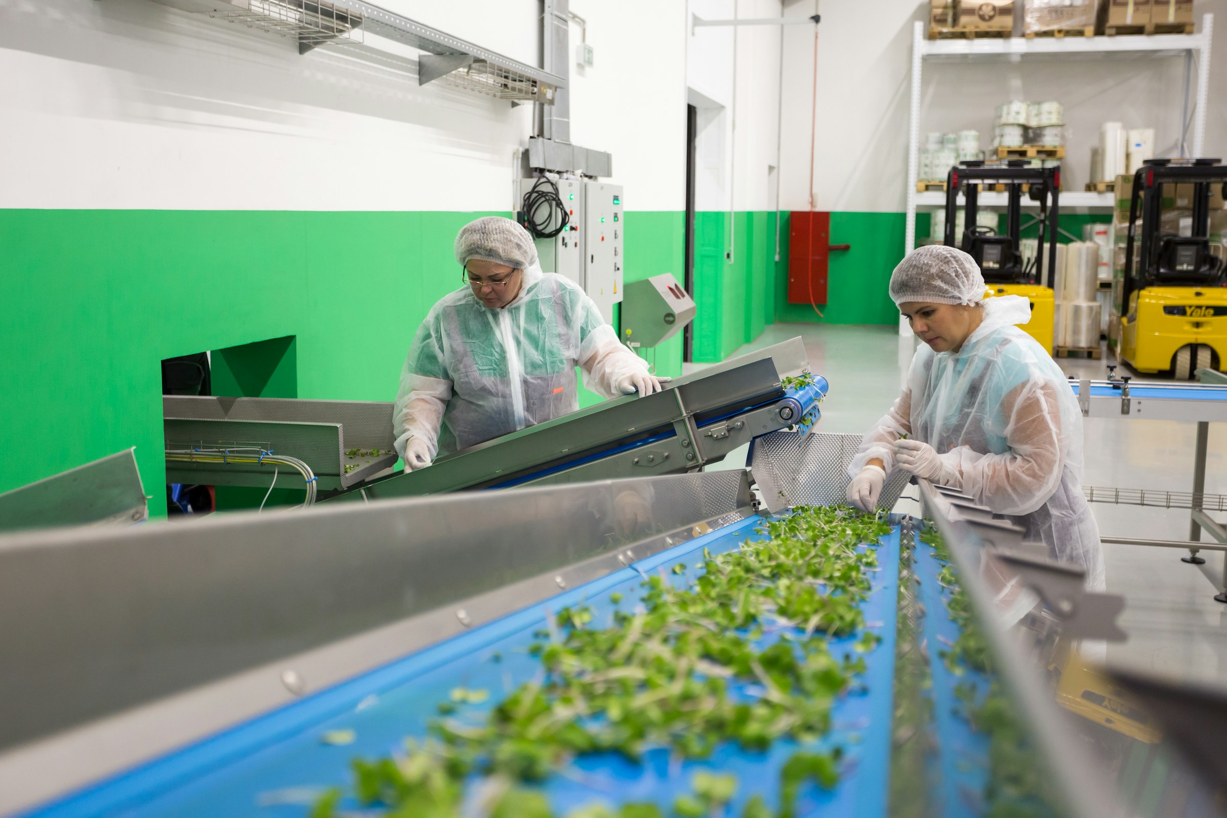Arbeidere som inspiserer ferske bladgrønnsaker på en produksjonslinje